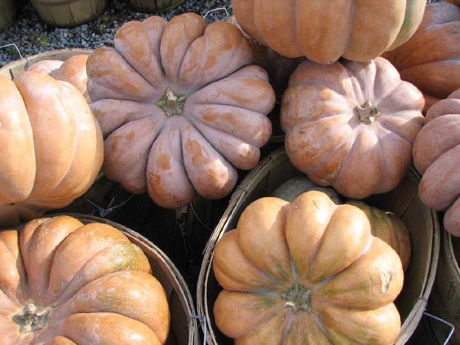 aztec pumpkin, seeds available now, free