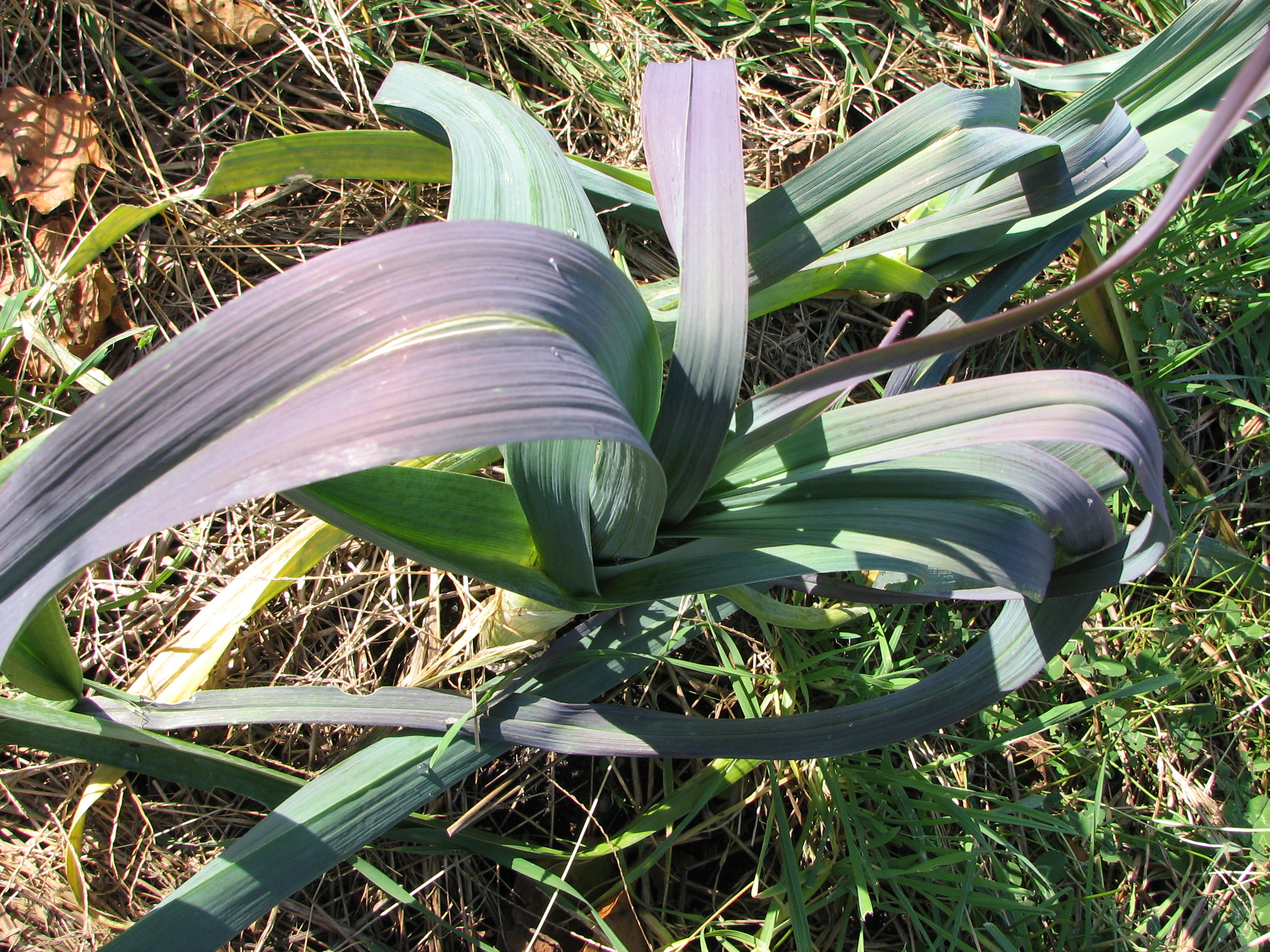 Long Island Seed Project