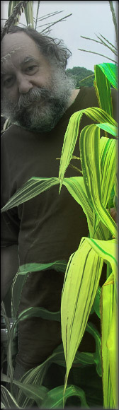 corn