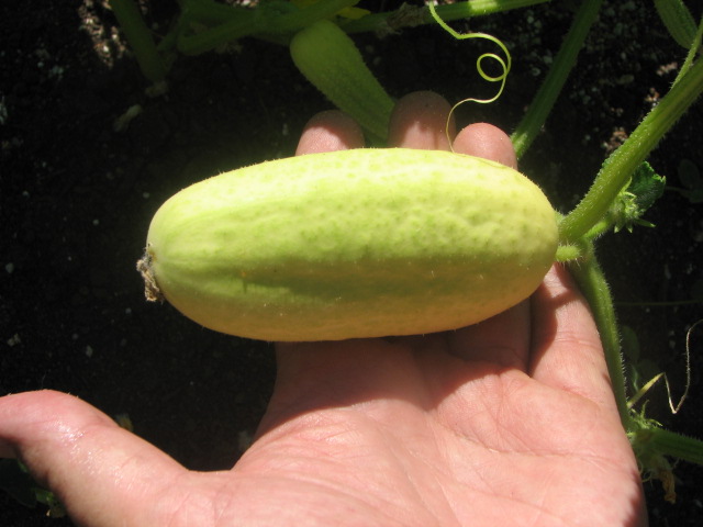 broc flower