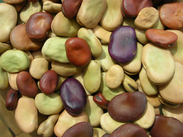 Fava