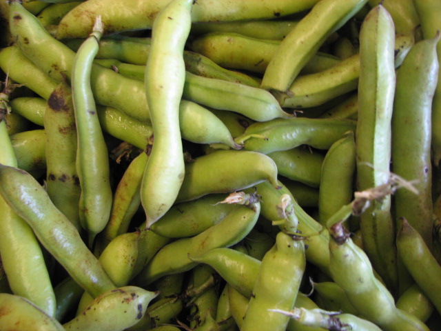 fava pods