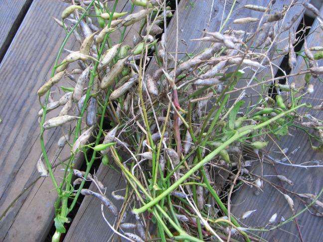 radish seed